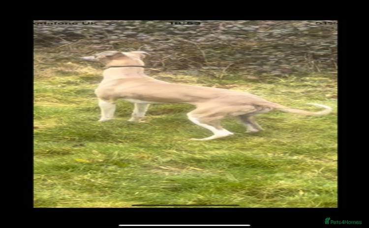 Whippet dogs - Advert 16