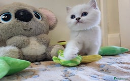 British Longhair cats for sale: 5 Beautiful blue eyed British Shorthair in London - Image 24