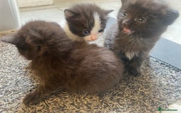 Oriental cats for sale: Kittens for sale.  - Image 3