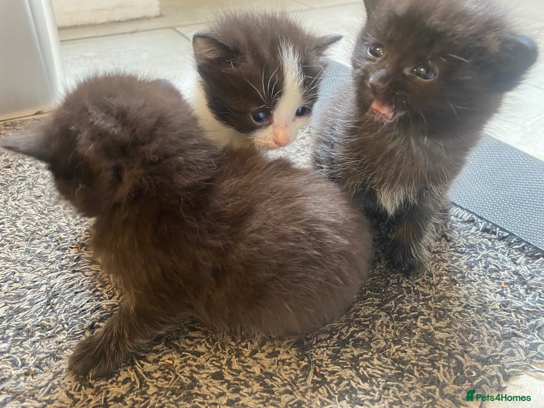 Oriental cats for sale: Kittens for sale.  - Image 3