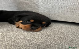 Rottweiler dogs for sale: STUNNING  in Potters Bar - Image 8