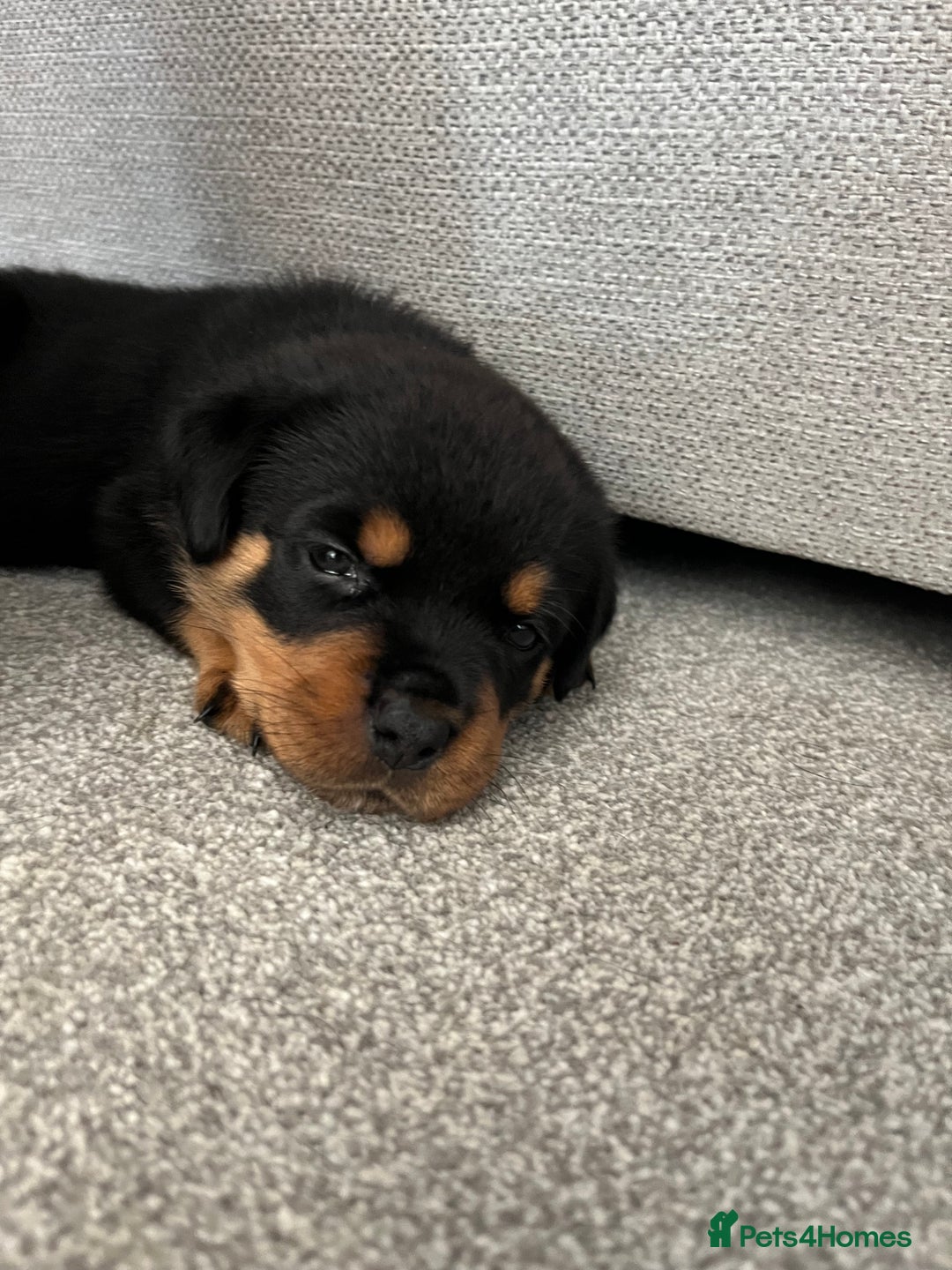 Rottweiler dogs for sale: STUNNING  in Potters Bar - Image 8