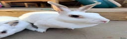 Rex rabbits for sale: Adult mini Rexes looking for new home  - Advert 5