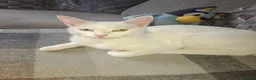 Mixed Breed cats for sale: Female white cat - Advert 2