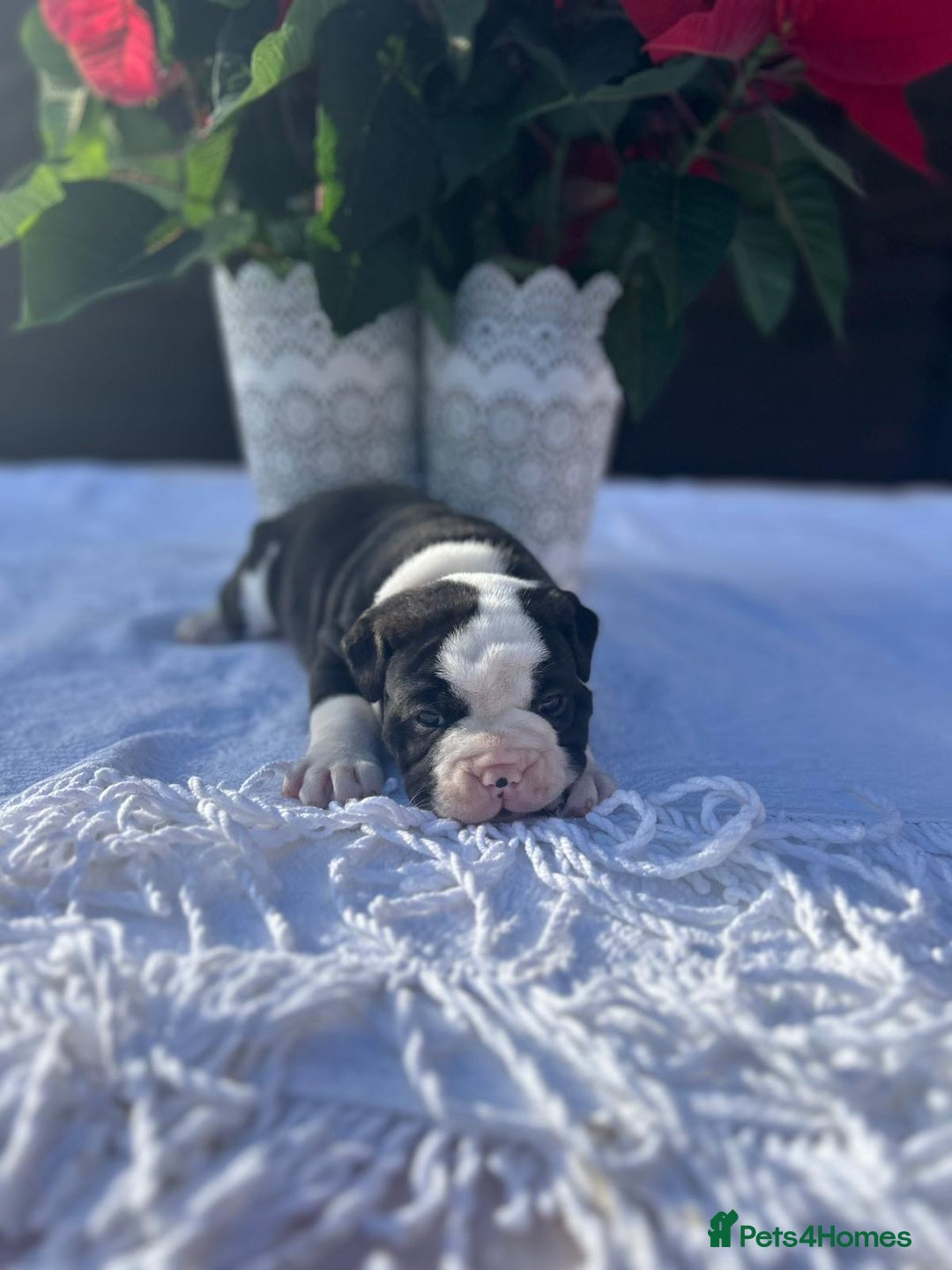 Mixed Breed dogs for sale: Old tyme bulldog x american bulldog puppies - Advert 7