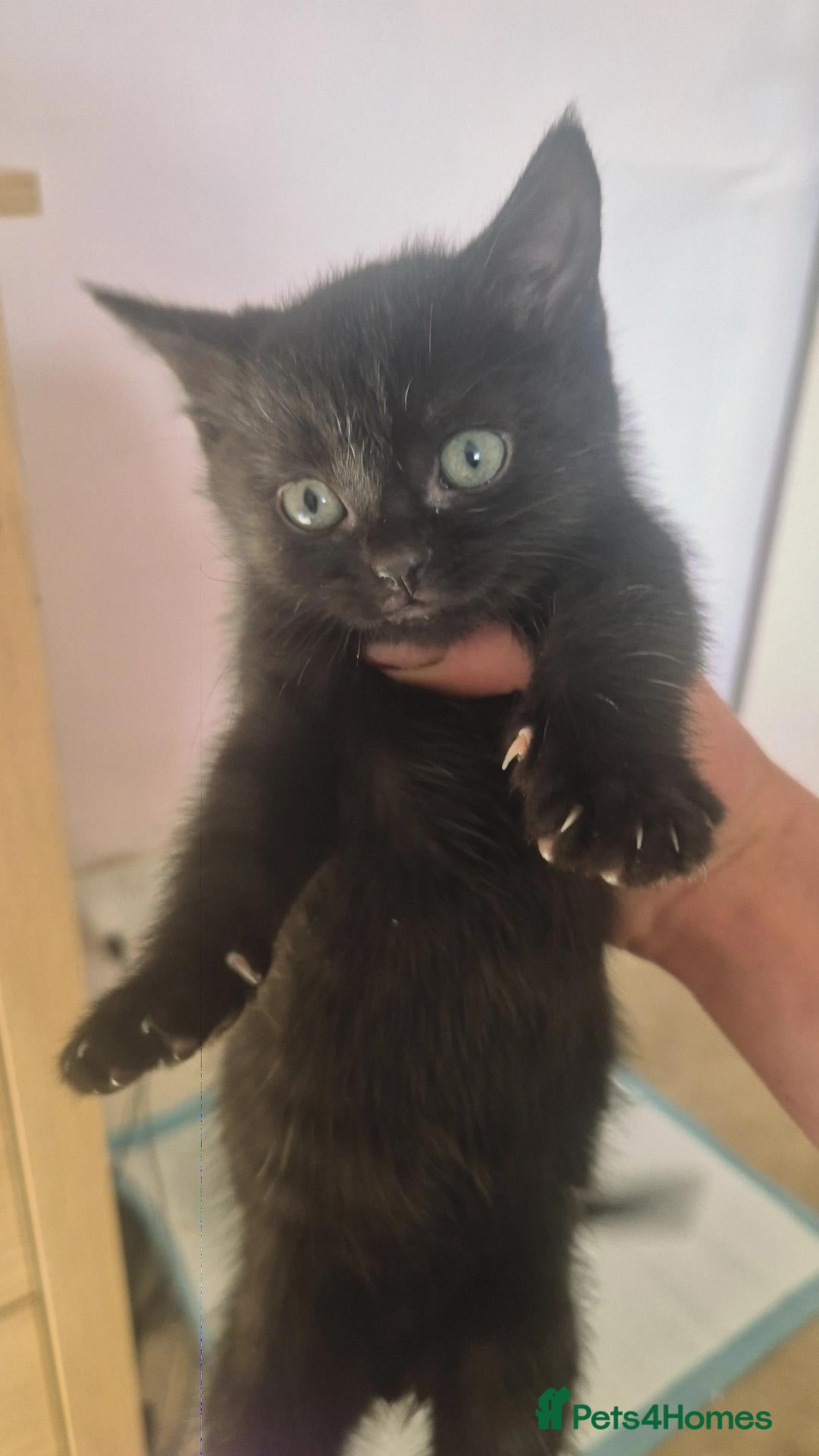 Mixed Breed cats Two black tom kittens - Advert 4