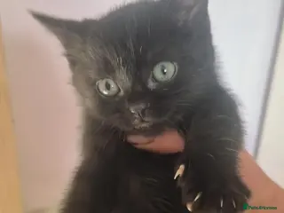 Mixed Breed cats Two black tom kittens - Advert 4