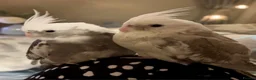 Cockatiels birds for sale: Two hand-reared, exceptionally tame cockatiels - Advert 2