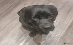 Labrador Retriever dogs for stud: Proven Fully DNA Tested for Stud in Harlow - Image 11