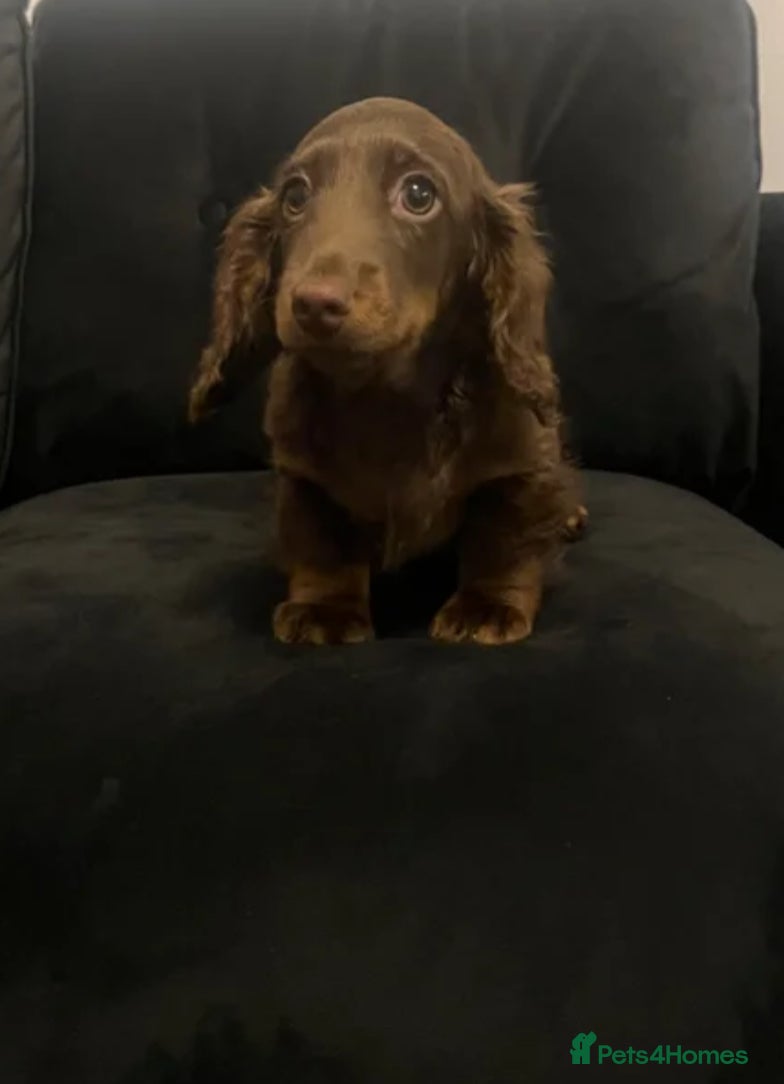 Miniature Dachshund dogs Beautiful long haired miniature dachshund boy   - Advert 9