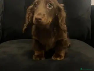 Miniature Dachshund dogs Beautiful long haired miniature dachshund boy - Advert 4
