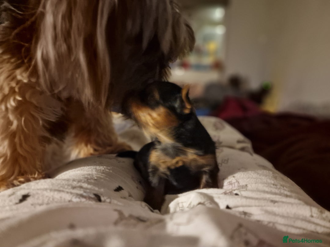 Yorkshire Terrier dogs for sale: Hello we got 2gorgeous puppies for sale - Advert 8
