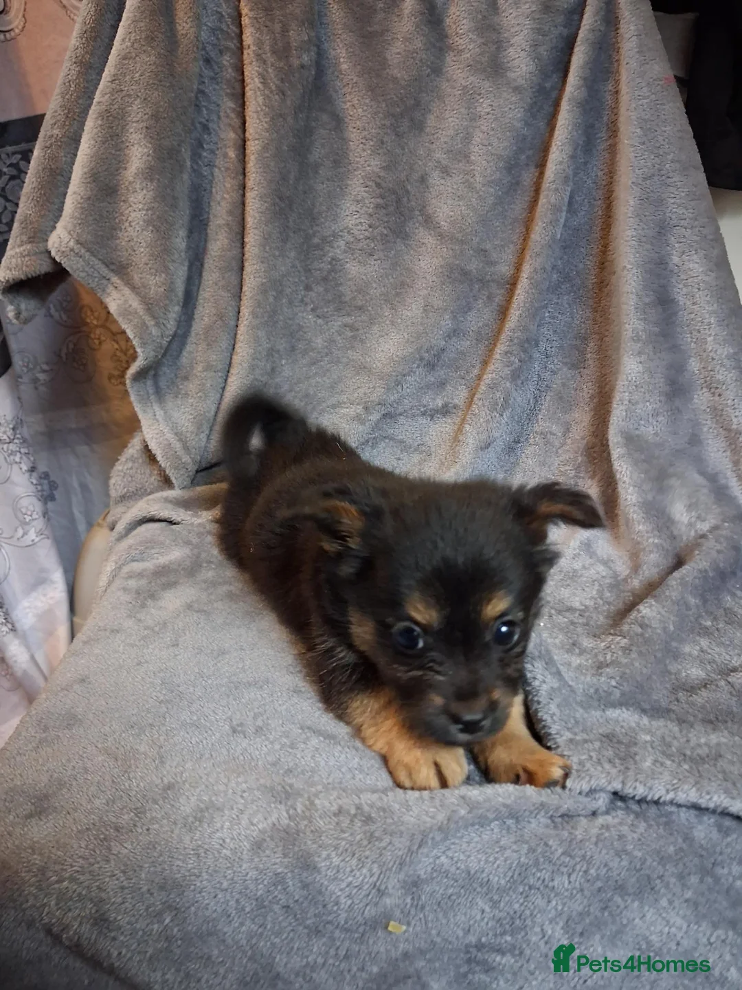 Pomchi dogs for sale: 3 beautiful Pomchi - Advert 2