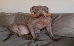 Weimaraner dogs for stud: GHOST Silver Weimeraner 3years Full Ped & Papers  - Image 9