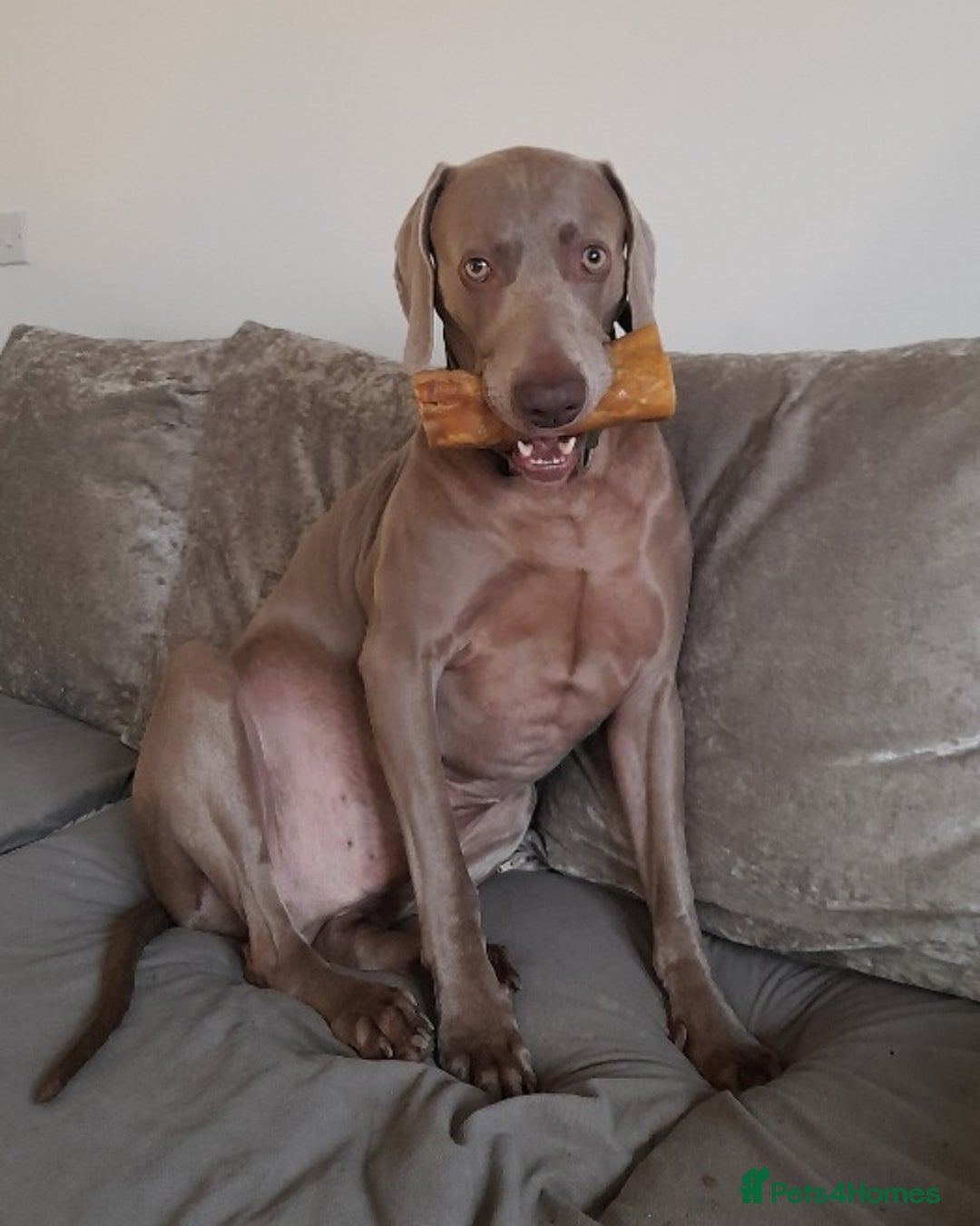 Weimaraner dogs for stud: GHOST Silver Weimeraner 3years Full Ped & Papers  - Image 9