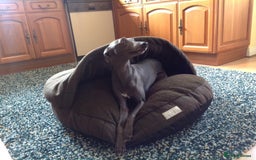 Whippet dogs for stud: BLUE PEDIGREE KC REGISTERED WHIPPET AT STUD in Salisbury - Image 10