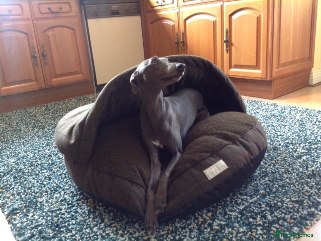 Whippet dogs for stud: BLUE PEDIGREE KC REGISTERED WHIPPET AT STUD in Salisbury - Image 10