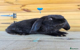French Lop rabbits for sale: French Lops - Advert 5