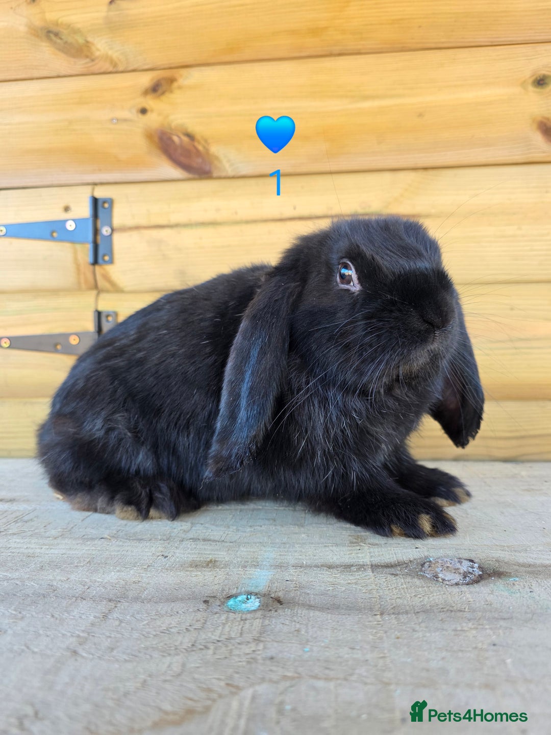 French Lop rabbits for sale: French Lops - Advert 5