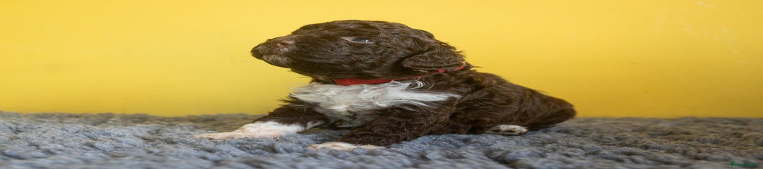 Lagotto Romagnolo Puppy 7