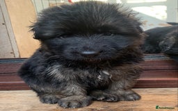 German Shepherd dogs for sale: German Shepard Long haired puppies - Image 28