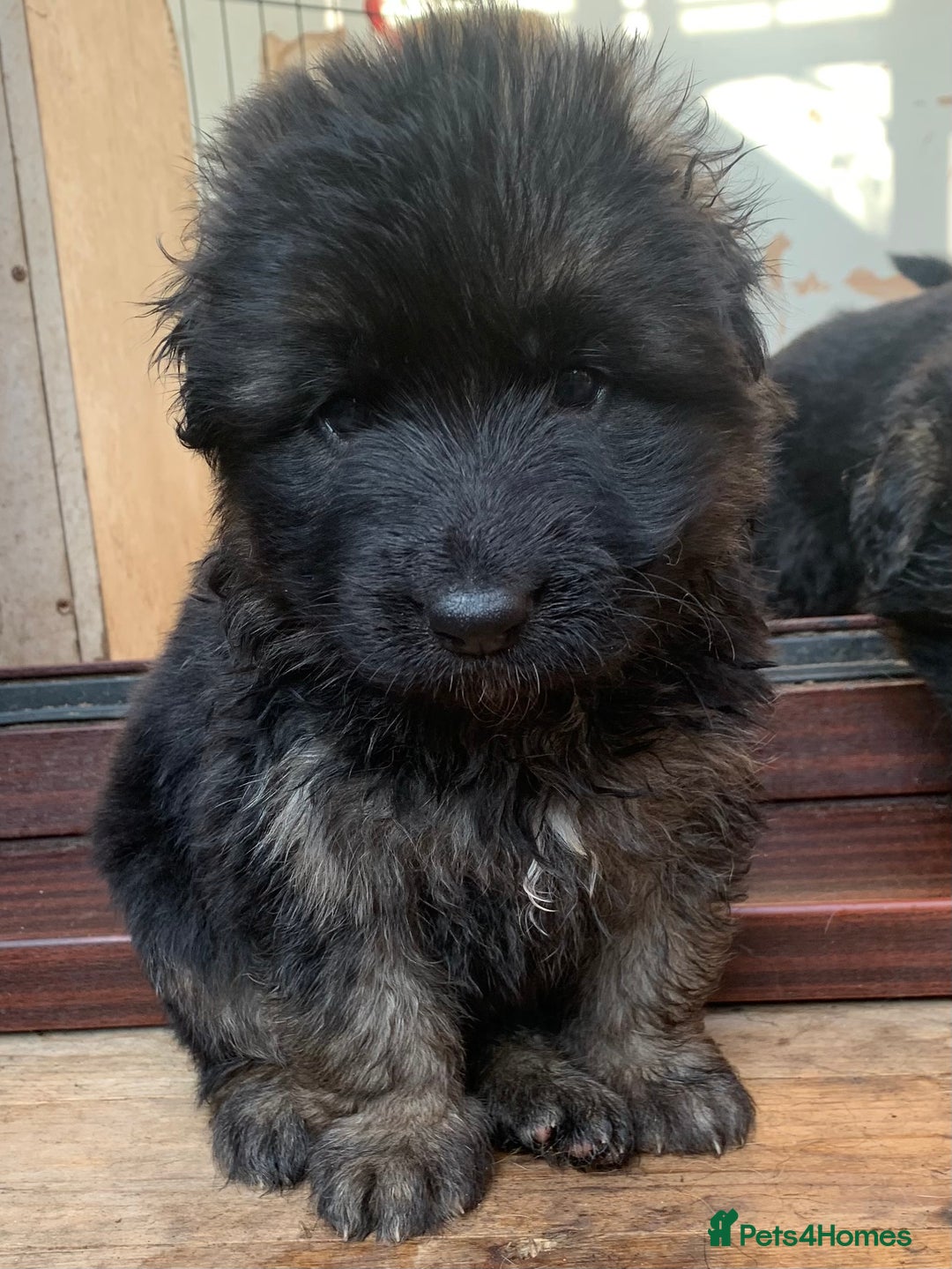German Shepherd dogs for sale: German Shepard Long haired puppies - Image 28