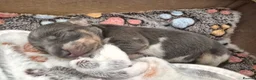 Miniature Dachshund dogs for sale:  PRA CLEAR MINIATURE DACHSHUND PUPPIES - Advert 8