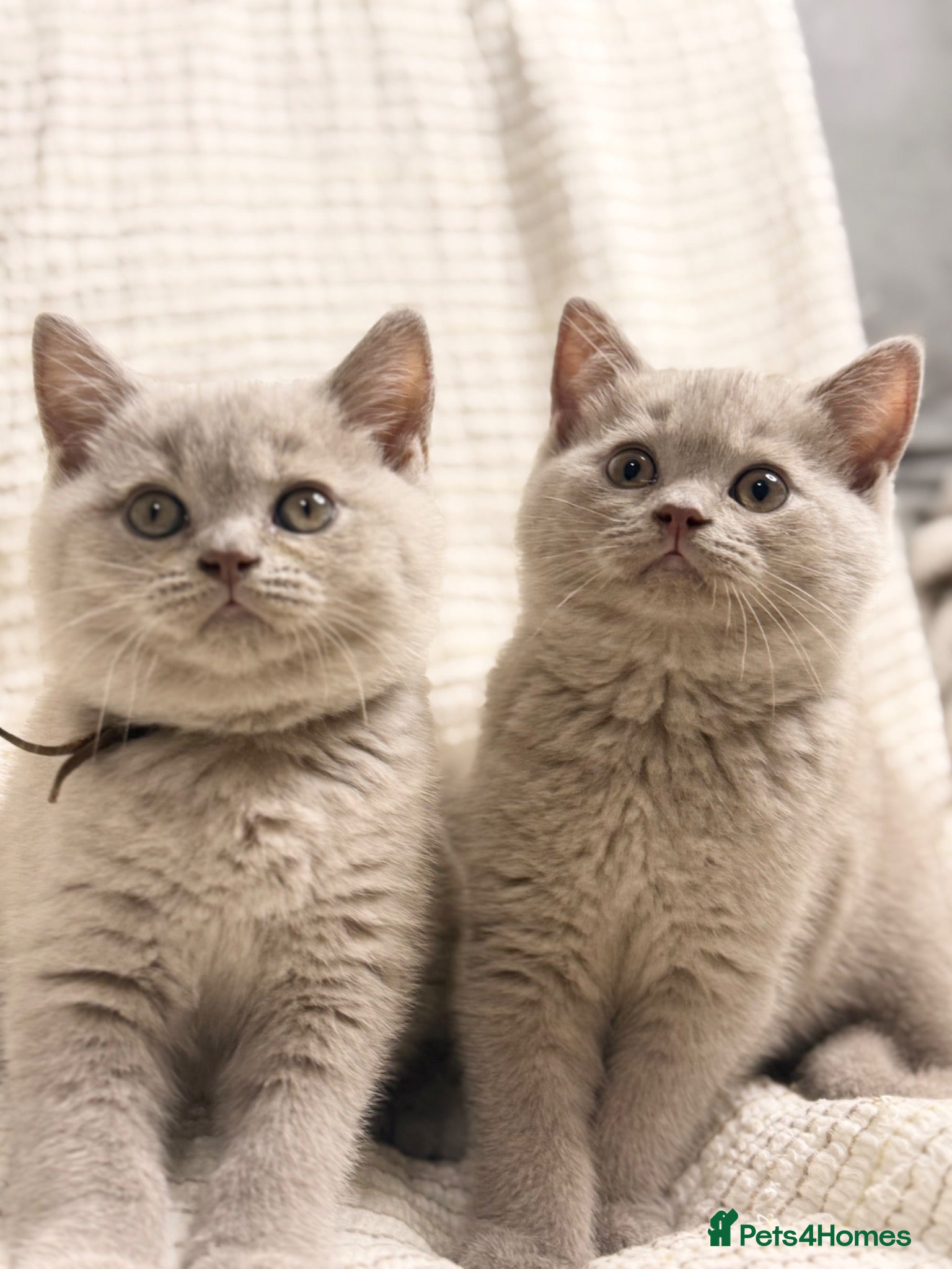 British Shorthair cats 2 BOYS LEFT. PEDIGREE 100% Pure CHAMPION £550 ONLY - Advert 1