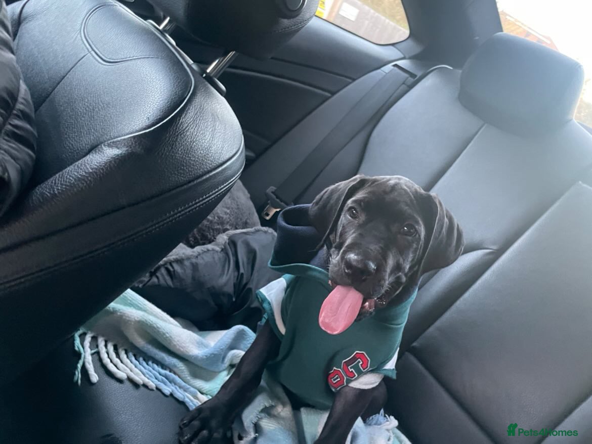 Cane Corso dogs 4 month old Cane Corso - Advert 1