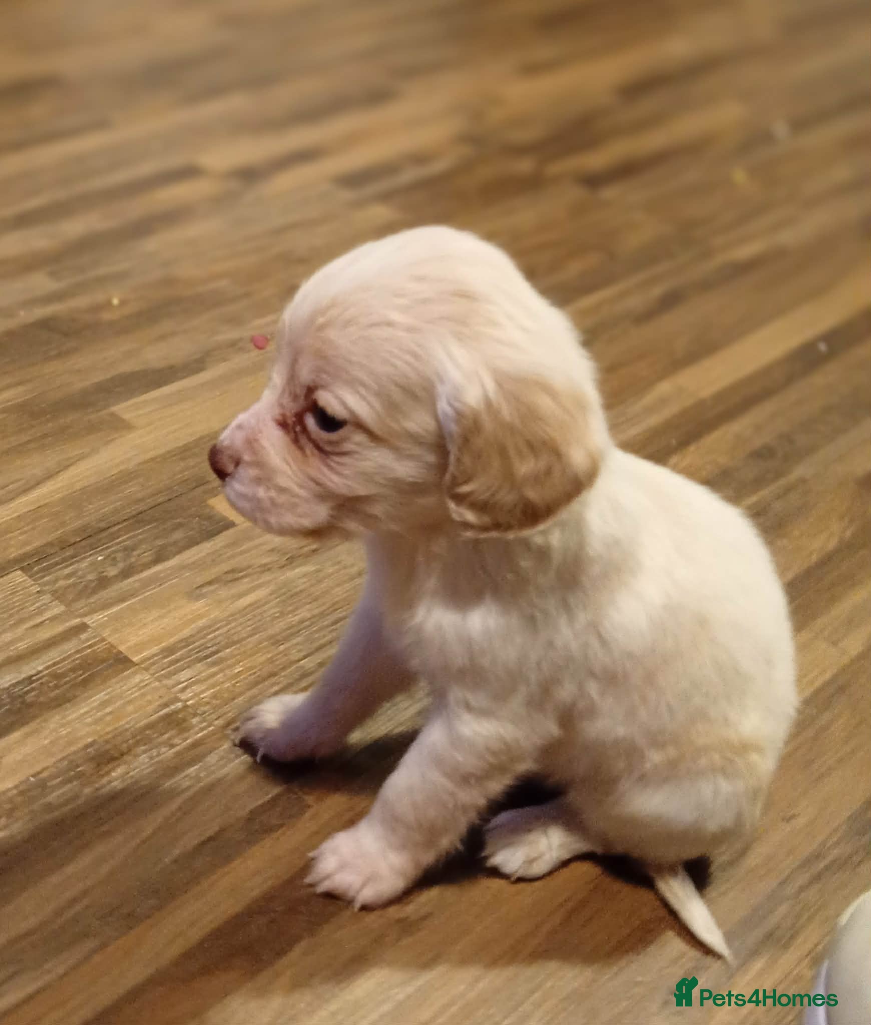 Mixed Breed dogs Cocker spaniel cross  - Advert 6