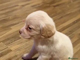 Mixed Breed dogs Cocker spaniel cross - Advert 1