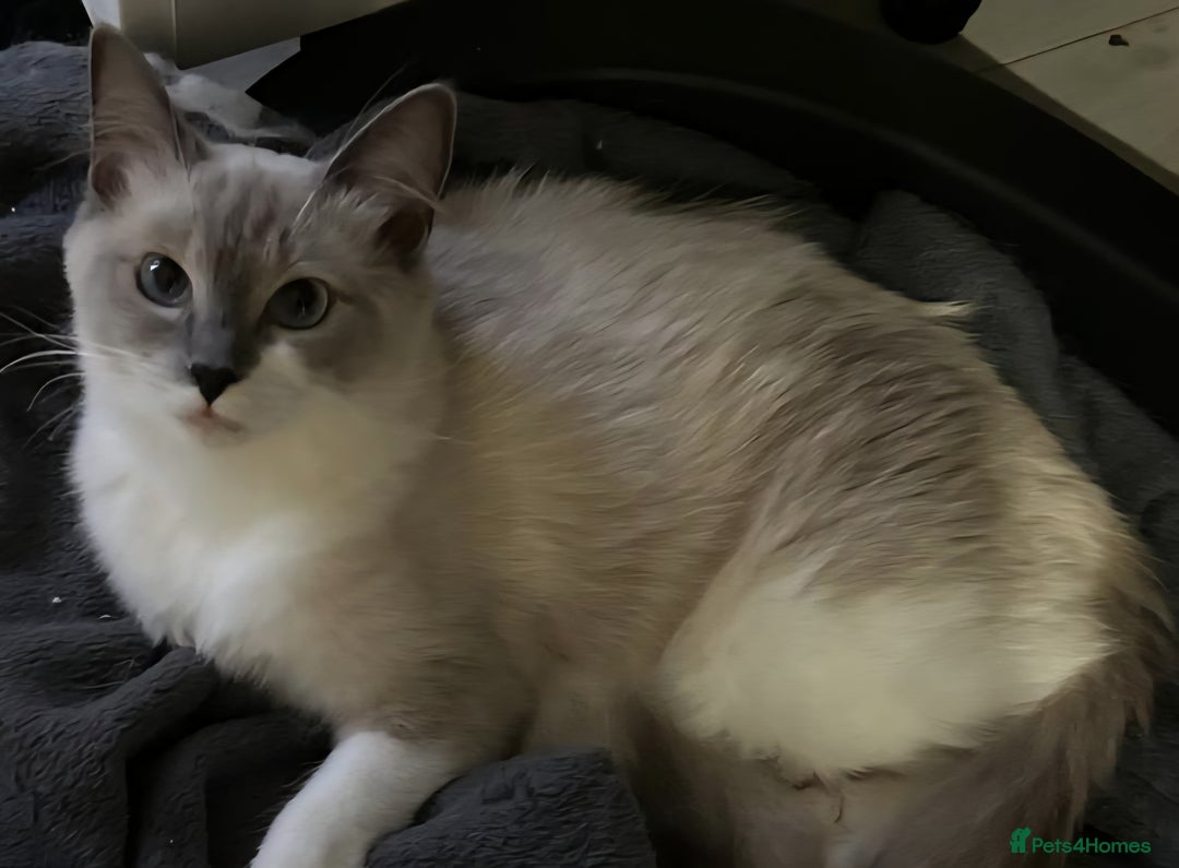 Ragdoll cats for sale: 7 beautiful blue mitted ragdoll kittens - Image 7