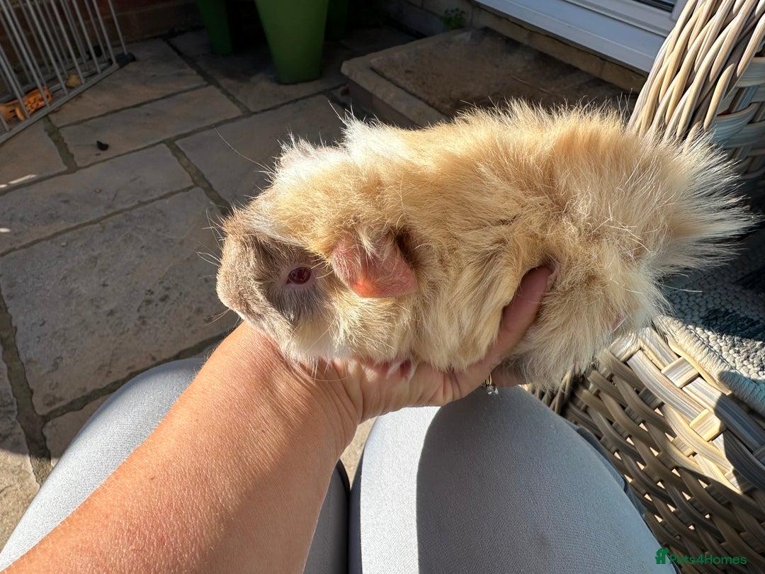 Guinea Pig rodents for sale: 3 Handsome male baby guinea pigs. - Image 15