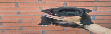 Male 1