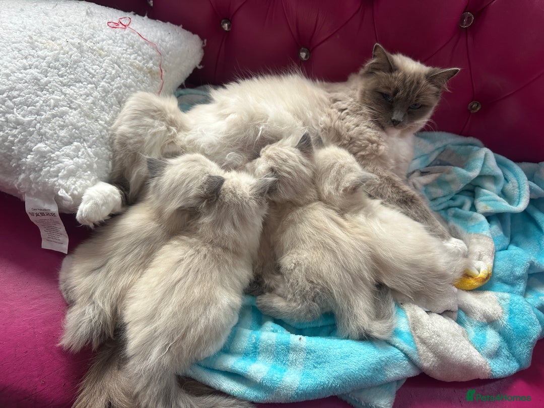 Ragdoll cats for sale: ragdoll kittens ready in 1 week  🩵💚💜 - Image 10