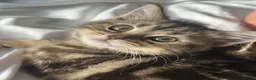 Persian cats for sale: Mixed breed Persian Kittens  - Advert 2