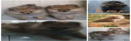 Pomeranian dogs for sale: KC registered pomeranian puppies for sale  in Pontefract - Advert 13
