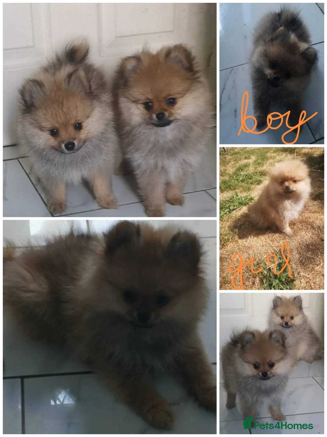 Pomeranian dogs for sale: KC registered pomeranian puppies for sale  in Pontefract - Advert 13