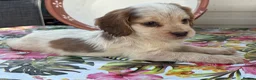 Cocker Spaniel dogs for sale: Beautiful cocker spaniel puppies  in York - Advert 6
