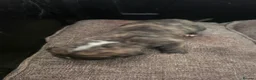 Mixed Breed dogs for sale: Beautiful presa canario x American p bully pups  - Advert 32