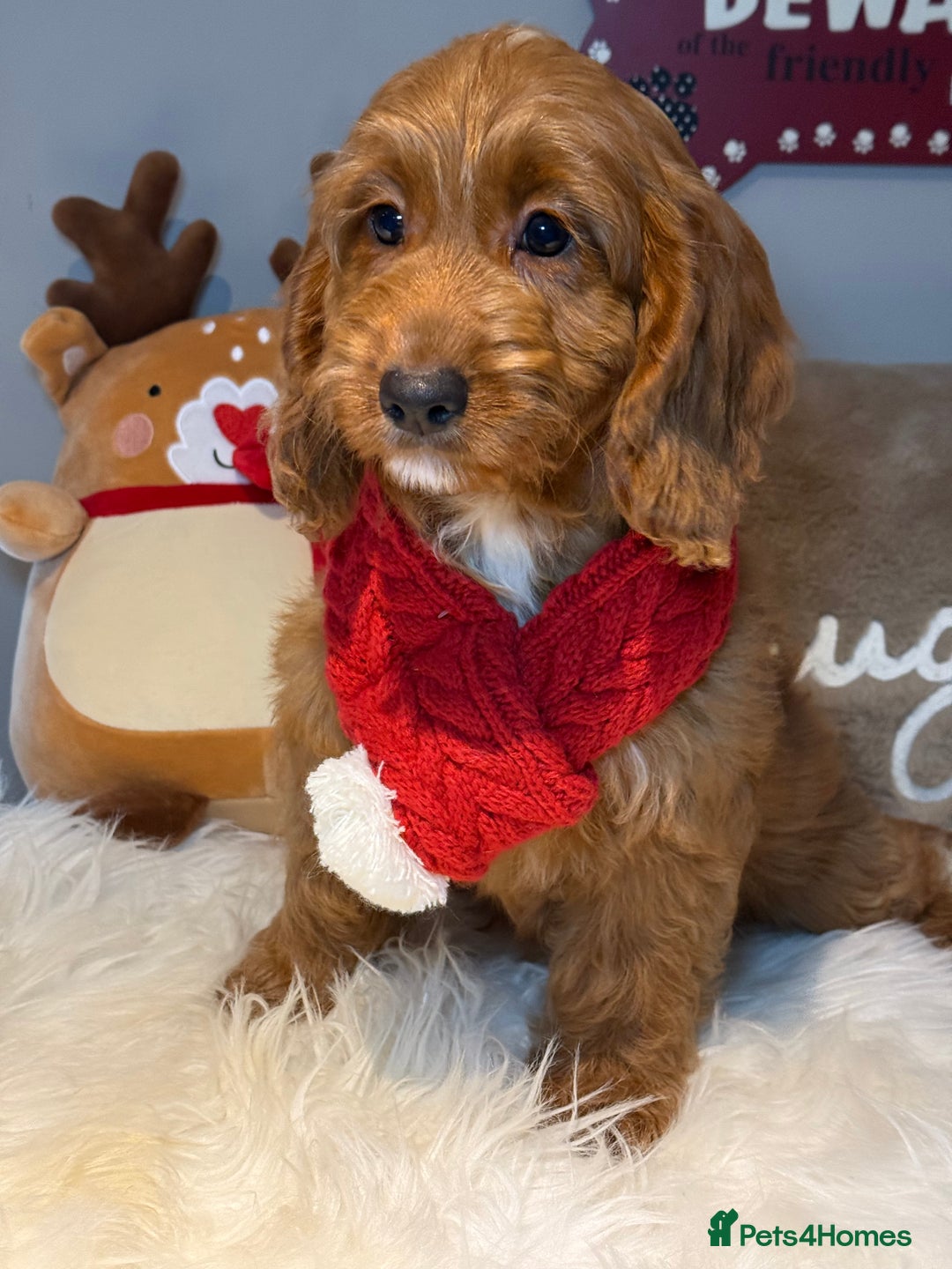 Cockapoo dogs for sale: Deep Dark Red Cockapoo Girl ready now  - Advert 1