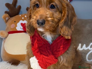 Cockapoo dogs Deep Dark Red Cockapoo Girl ready now - Advert 17