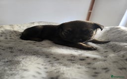 Mixed Breed dogs for sale: German Shepherd cross American bulldog puppies - Image 8