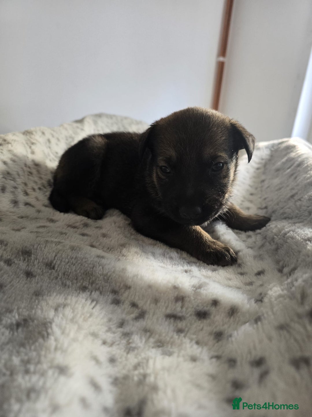 Mixed Breed dogs for sale: German Shepherd cross American bulldog puppies - Image 8