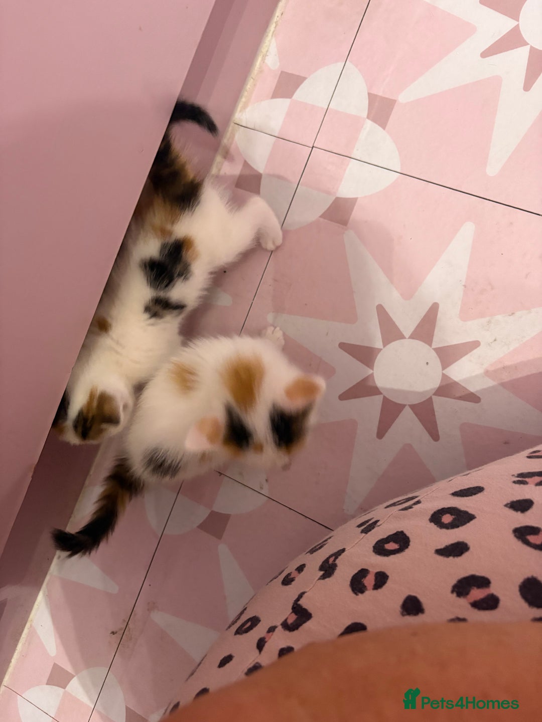 Bengal cats for sale: Bengal mix   in Manchester - Image 25