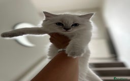 Ragdoll cats for sale: RAGDOLL MALE (last kitten in the litter ) - Image 7