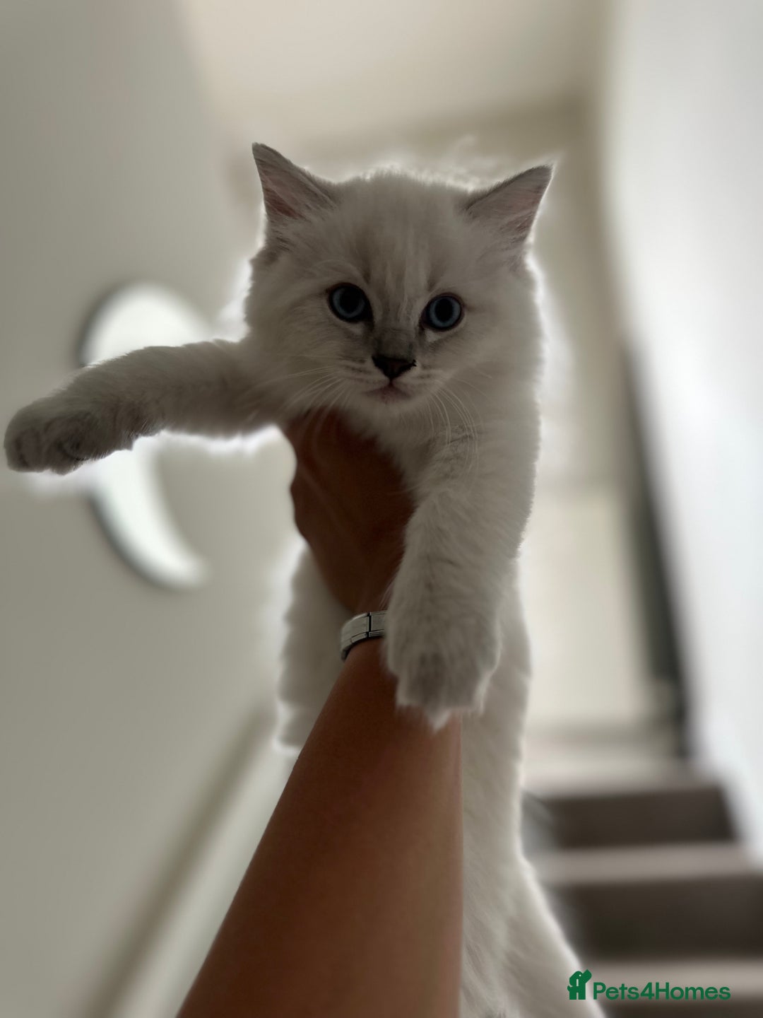 Ragdoll cats for sale: RAGDOLL MALE (last kitten in the litter ) - Image 7