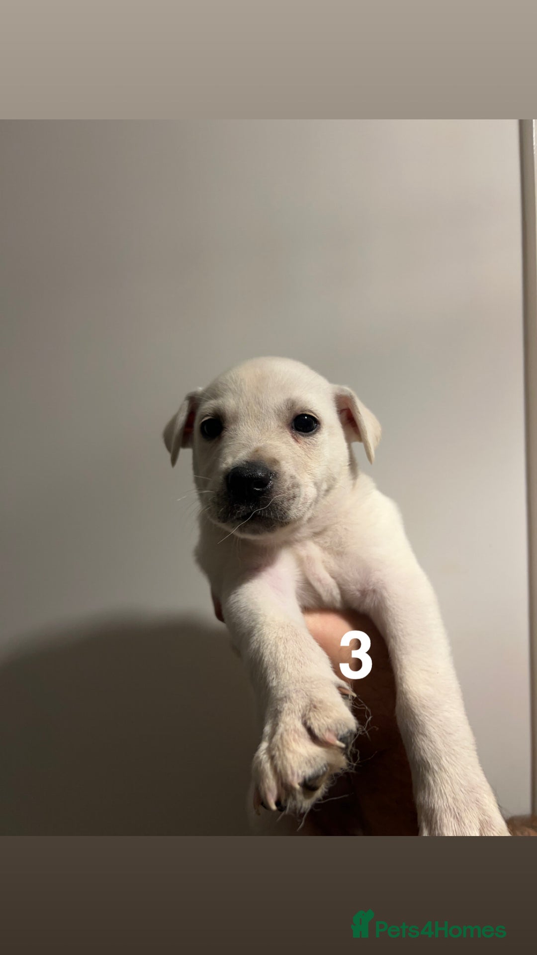 Mixed Breed dogs for sale: Mixed breed cane corso/Akita - Advert 8