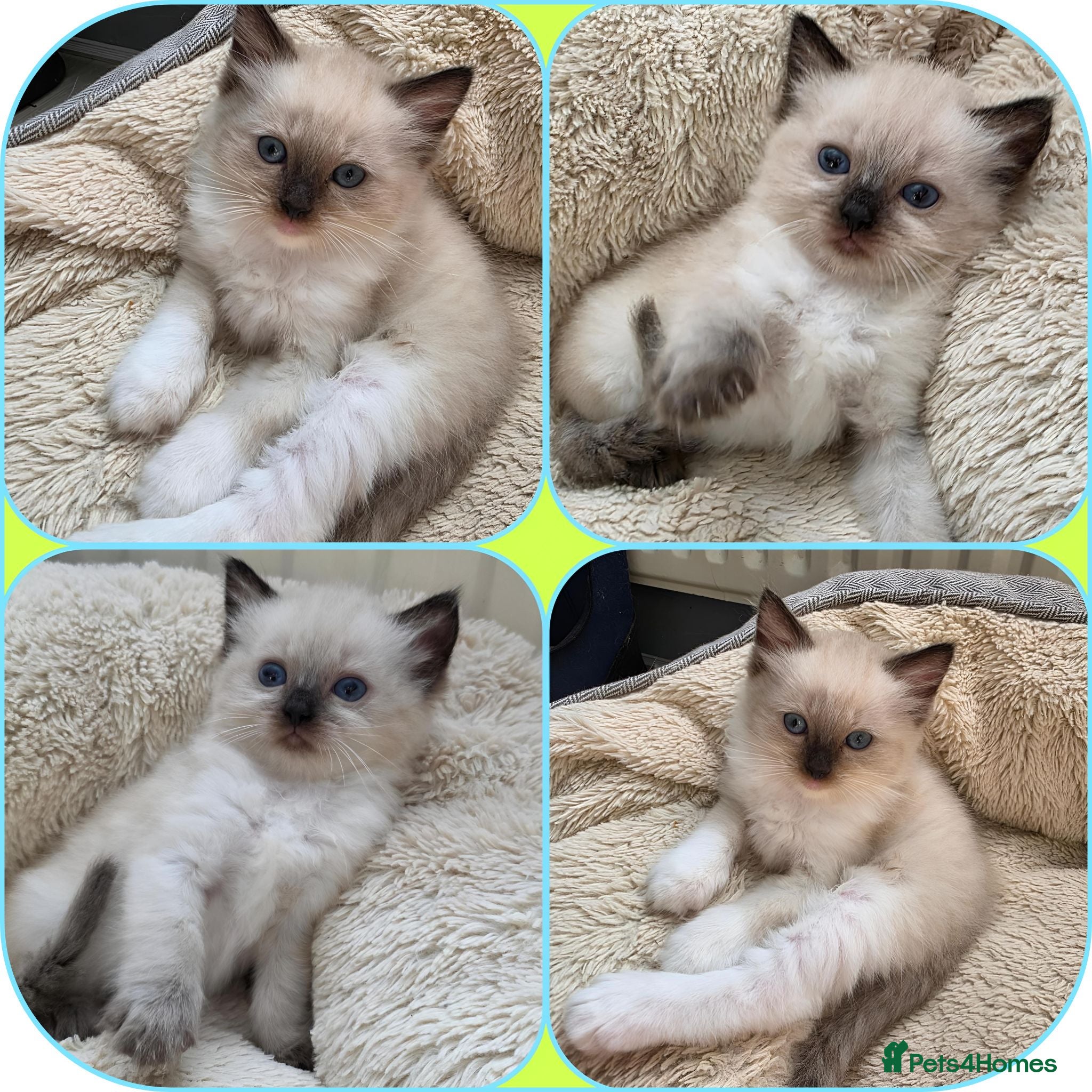 Ragdoll cats Pure Ragdolls kittens.Ready for pickup now😻🙀 - Advert 1