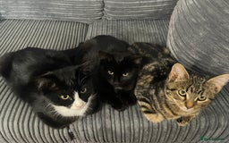 Bombay cats for sale: Adorable 3 Healthy kittens ready for new homes - Image 11